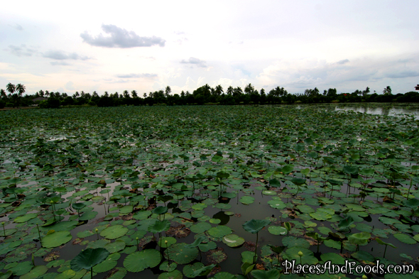 Lotus Farm, Rice Cake Outlet and Fruit Orchard at Mahasawat River ...