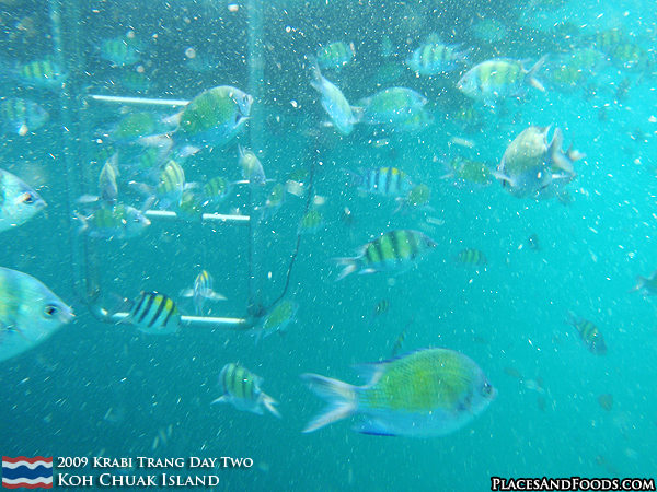 Yellow Tiger Fish at Koh Chuak Island Trang
