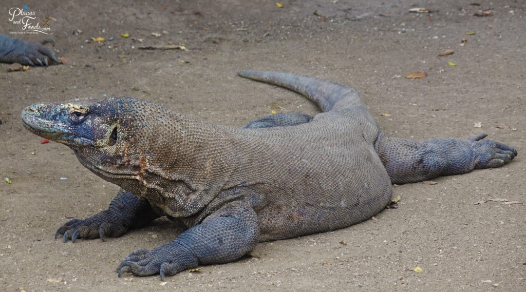 Komodo Dragon Bites Singaporean Tourist